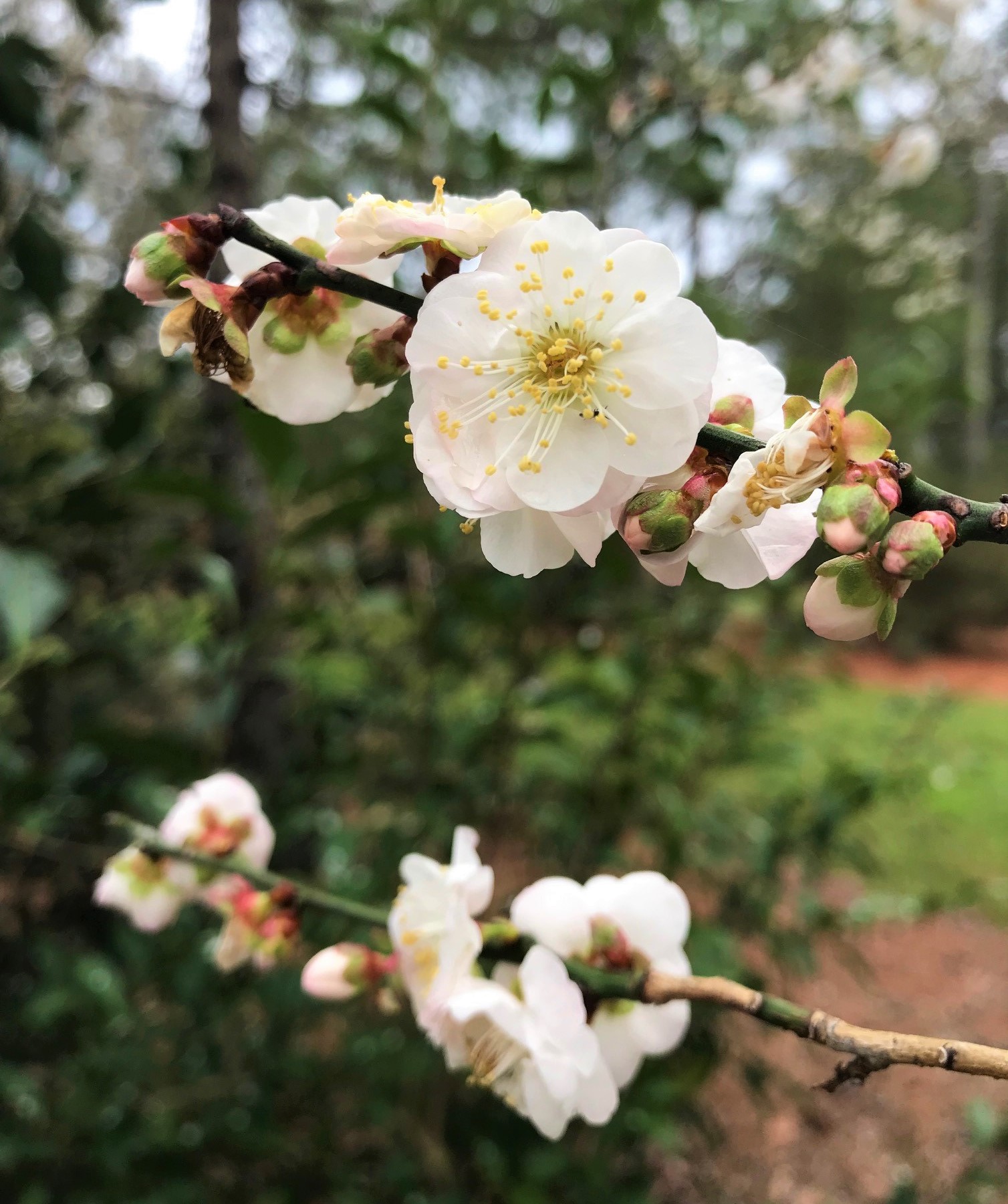 fragrant snow prunus mume1jpg